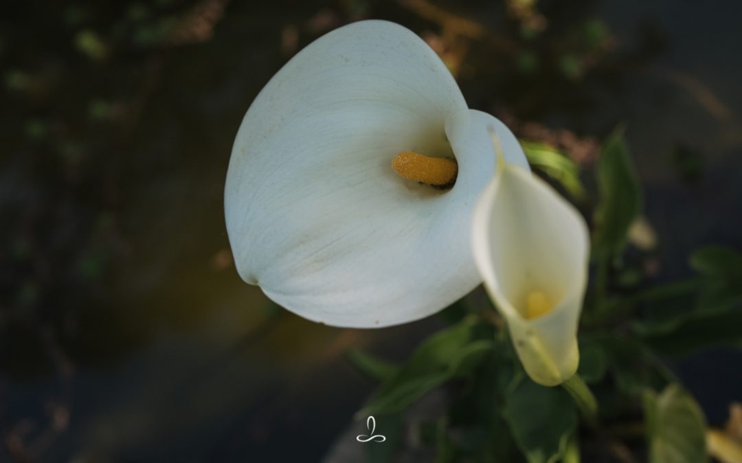 Spring 2026 – Living Between Winter and Spring